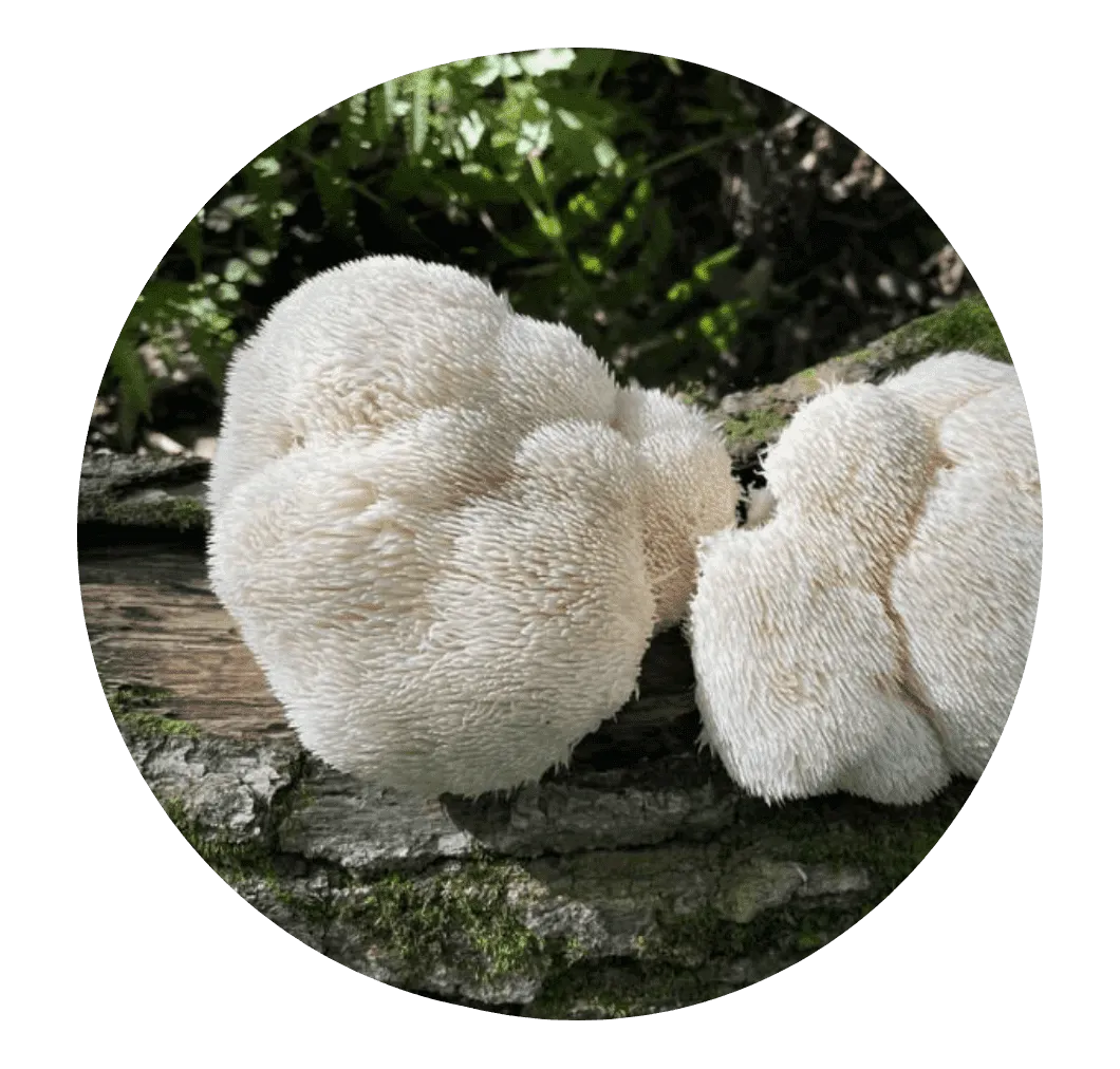 Mindoxa™ Lion's Mane Mushroom Extract