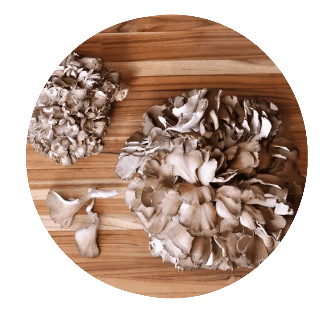 Mindoxa™ Maitake Mushroom Extract
