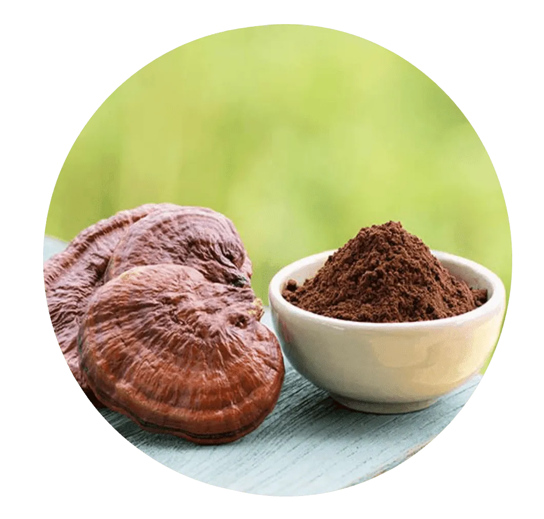 Mindoxa™ Reishi Mushroom Extract
